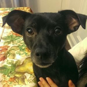 Meet your Posher, Joel