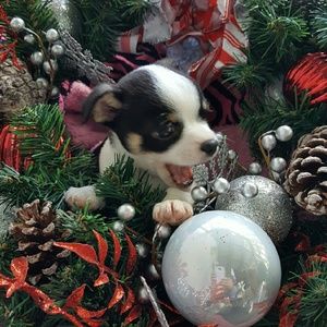 Meet your Posher, Traci