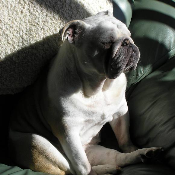 Meet your Posher, Anne - Picture 1 of 1