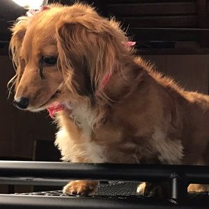 Meet your Posher, Rudy