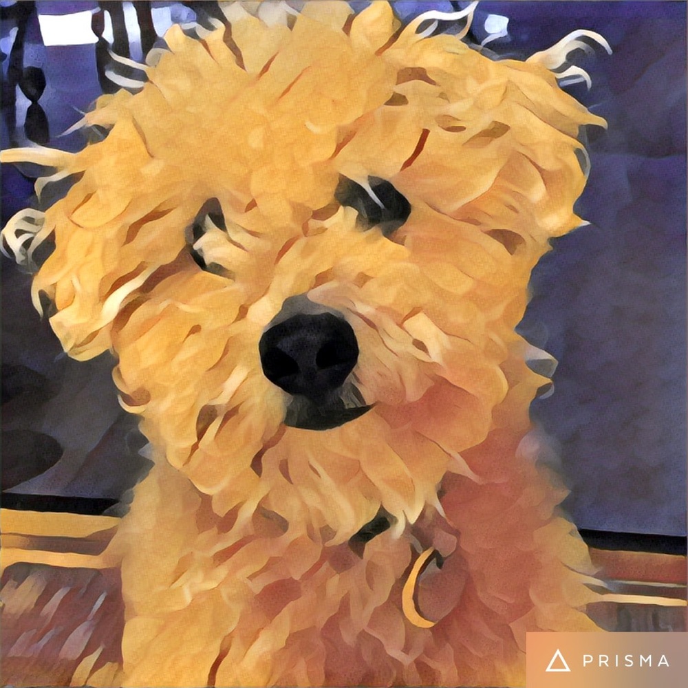 Meet your Posher, Patty