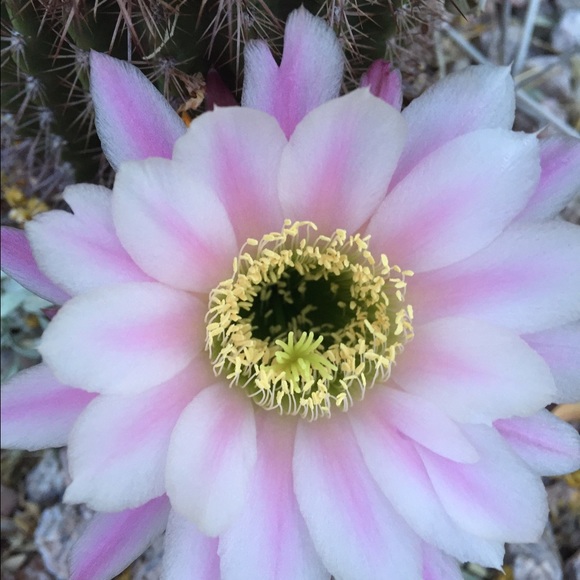 Meet your Posher, Patty - Picture 2 of 4