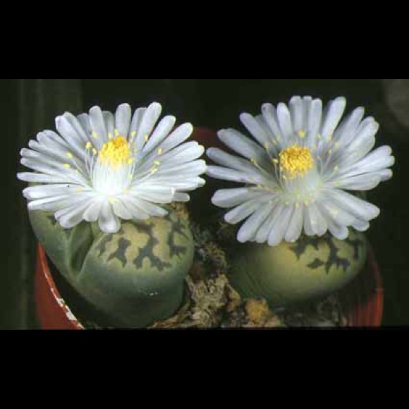 Meet your Posher, Patty - Picture 4 of 4