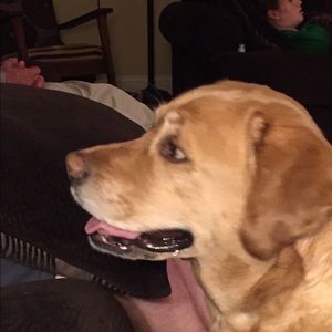 Meet your Posher, Donna