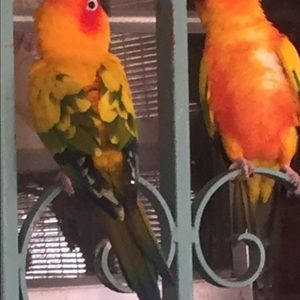 Meet your Posher, Luz