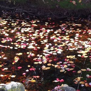 Meet your Posher, Colleen