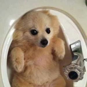 Meet your Posher, Ka yan