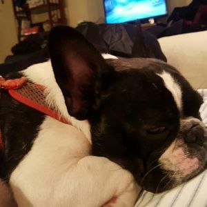 Meet your Posher, Daphne