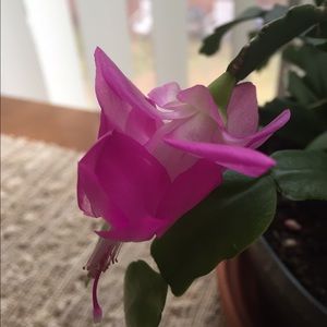 Meet your Posher, Cortney