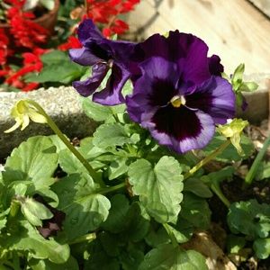 Meet your Posher, Edwina