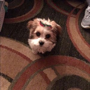 Meet your Posher, Lauren