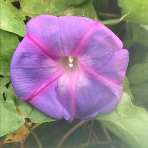 Meet your Posher, Tanya