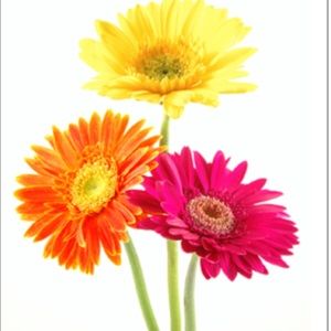 Meet your Posher, Erika