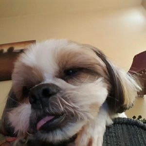 Meet your Posher, Holly