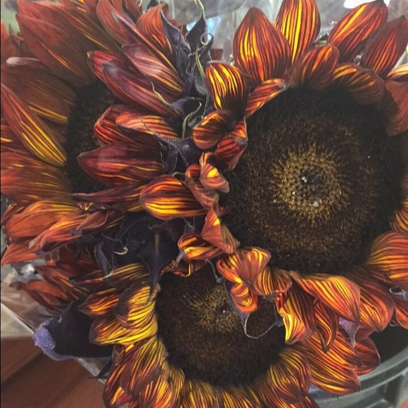 Meet your Posher, Cristina - Picture 1 of 1