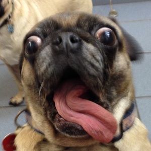 Meet your Posher, John