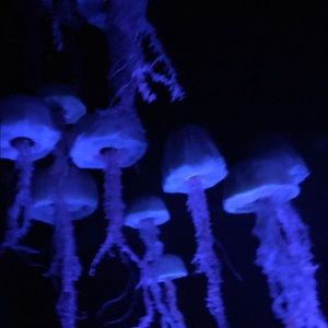 Meet your Posher, Teresa