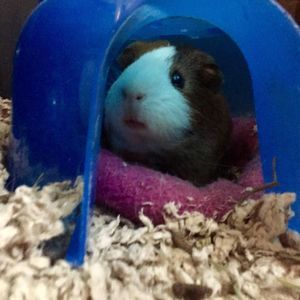 Meet your Posher, Tami