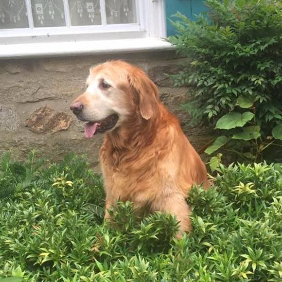 Meet your Posher, Riley - Picture 1 of 1