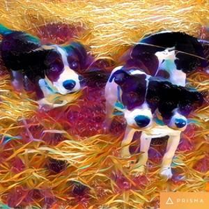 Meet your Posher, Gretchen