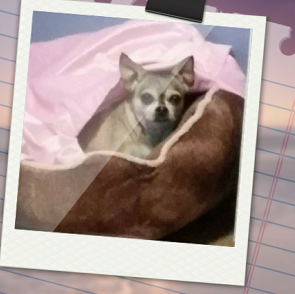 Meet your Posher, Judy - Picture 7 of 13