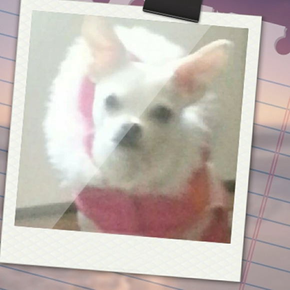 Meet your Posher, Judy - Picture 8 of 13