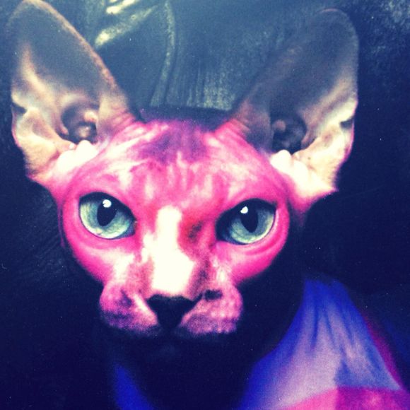 Meet your Posher, Helen - Picture 1 of 1