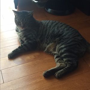 Meet your Posher, Tatty