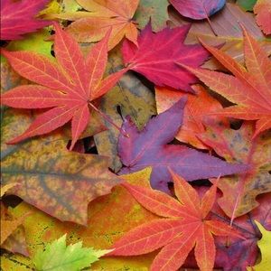 Meet your Posher, Josh