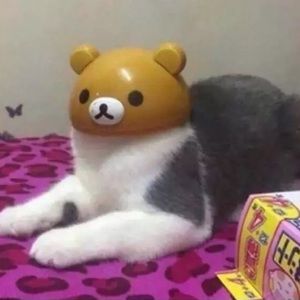 Meet your Posher, Dulcie