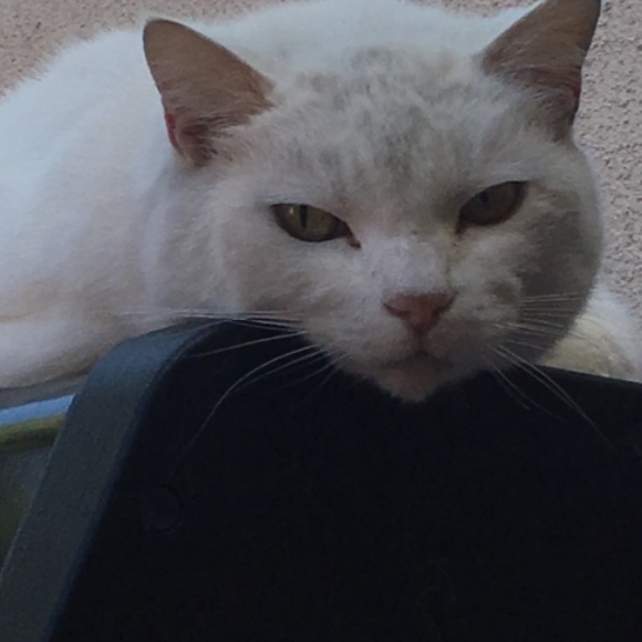 Meet your Posher, Claire