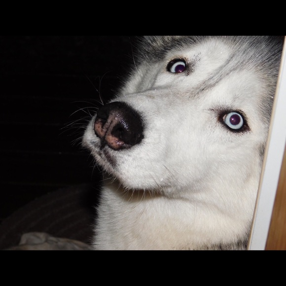 Meet your Posher, Leeann - Picture 1 of 1