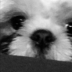 Meet your Posher, Sam