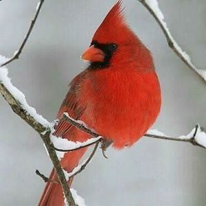 Meet your Posher, Bobbie