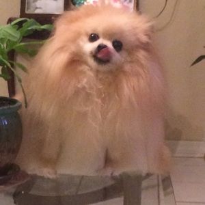 Meet your Posher, Bessy