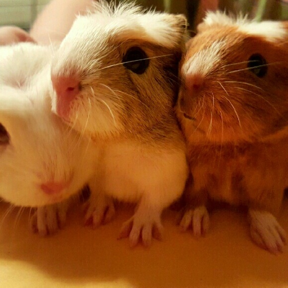 Meet your Posher, Cherish