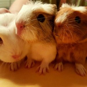 Meet your Posher, Cherish