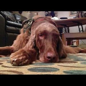 Meet your Posher, Diane