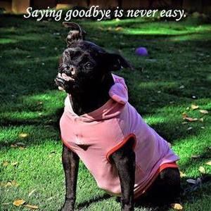 Meet your Posher, Sharon