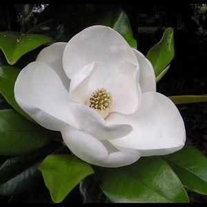 Meet your Posher, Leeann