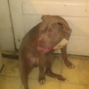 Meet your Posher, Antoinette