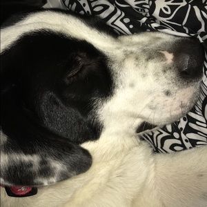 Meet your Posher, Anne