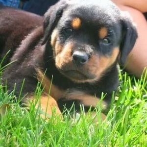 Meet your Posher, Molly