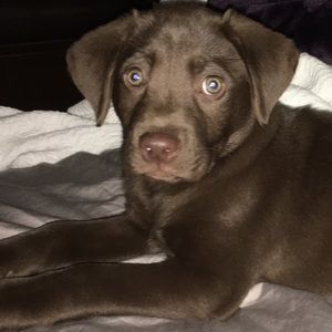 Meet your Posher, Elva