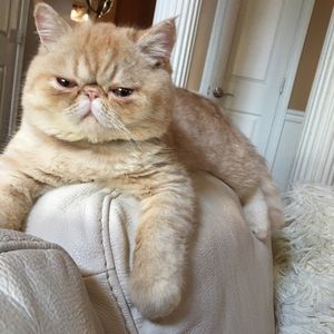 Meet your Posher, Patricia