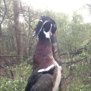 Meet your Posher, Tannor