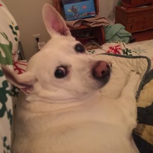 Meet your Posher, Kristie