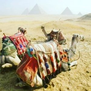 Meet your Posher, Amir