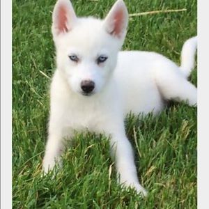 Meet your Posher, Sydney