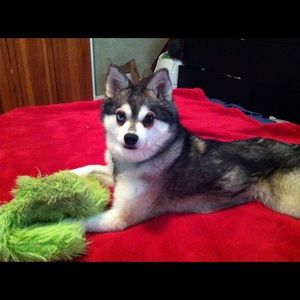 Meet your Posher, Bridget